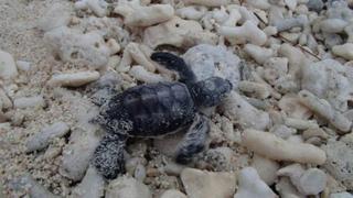 Lady Elliot Island Eco Resort المظهر الخارجي الصورة
