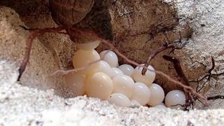 Lady Elliot Island Eco Resort المظهر الخارجي الصورة