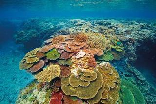 Lady Elliot Island Eco Resort المظهر الخارجي الصورة